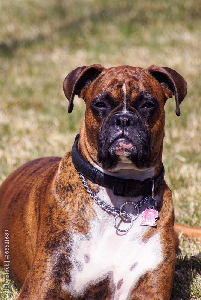 Full blood Boxer laying in the warm spring sun.