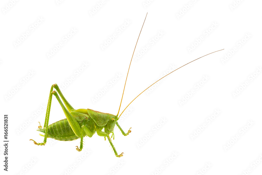 Green grasshopper on a white background Green grasshopper on a white background