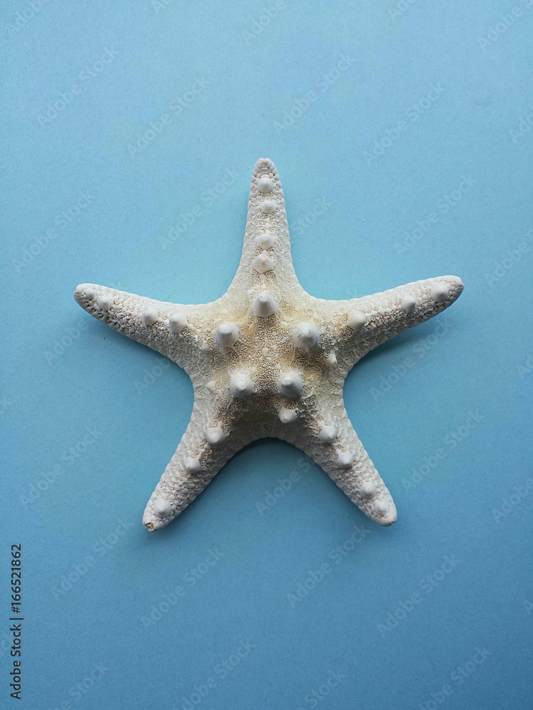 Starfish on blue background Starfish on blue background