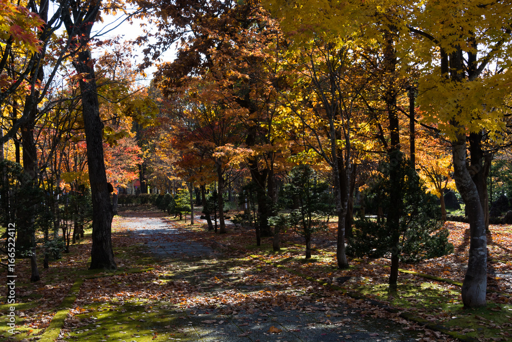 Fototapeta premium Jesienny park
