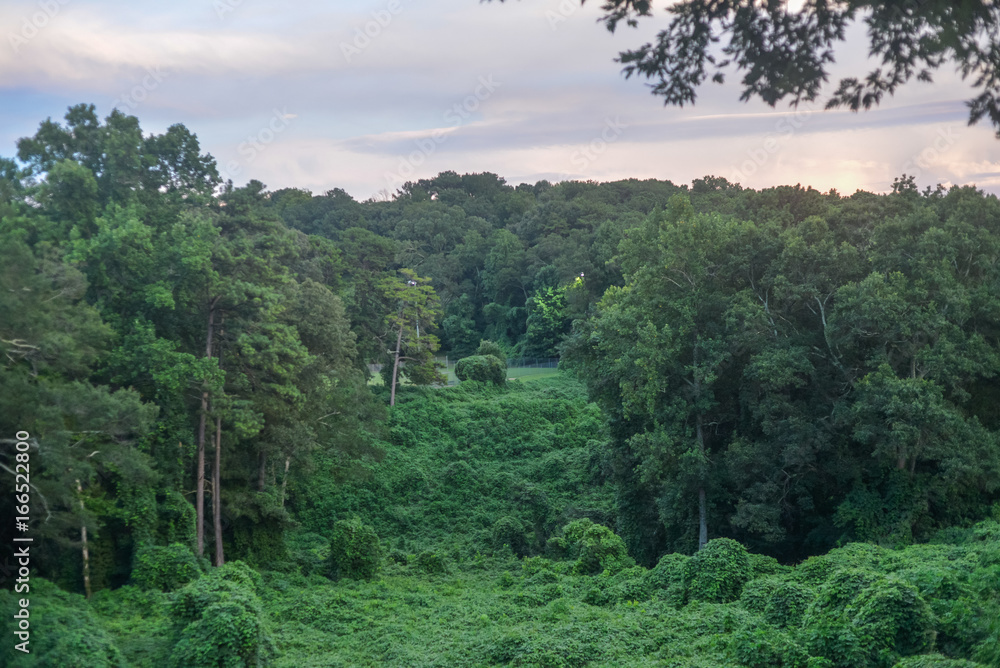 Lush Green Park In Southern United States Atlanta Georgia Trees In The Summer With Kudzu Lush Green Park In Southern United States Atlanta Georgia Trees In The Summer With Kudzu