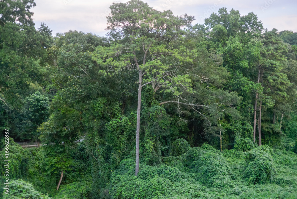 Fototapeta premium Lush Green Park In Southern United States Atlanta Georgia Trees In The Summer With Kudzu