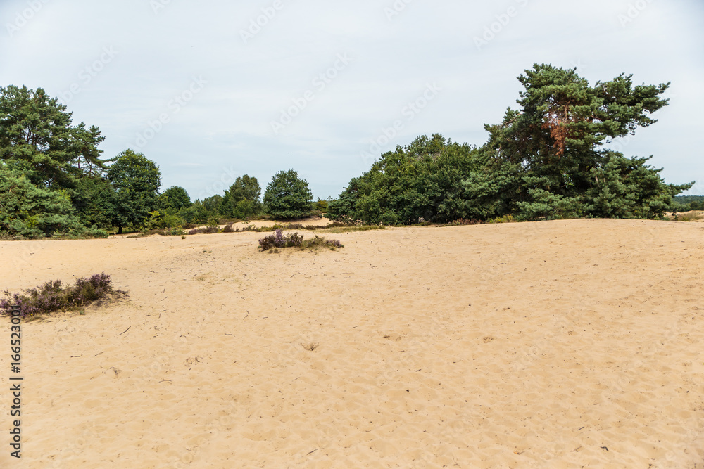 Zandverstuiving op Rozendaalseveld bij Velp Zandverstuiving op Rozendaalseveld bij Velp