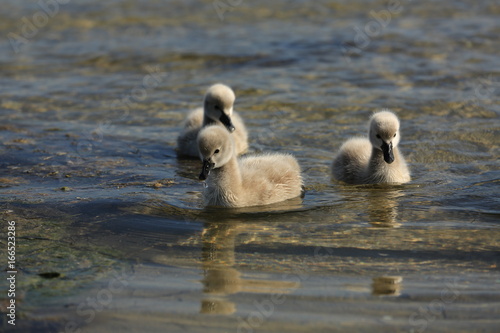 Three small ducklings swimming in a river at Lakes Entrance in Victoria Australia