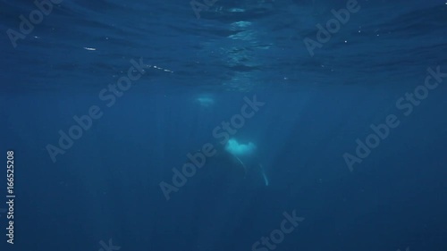 Wallpaper Mural Whales off the coast of Tonga, POV Torontodigital.ca
