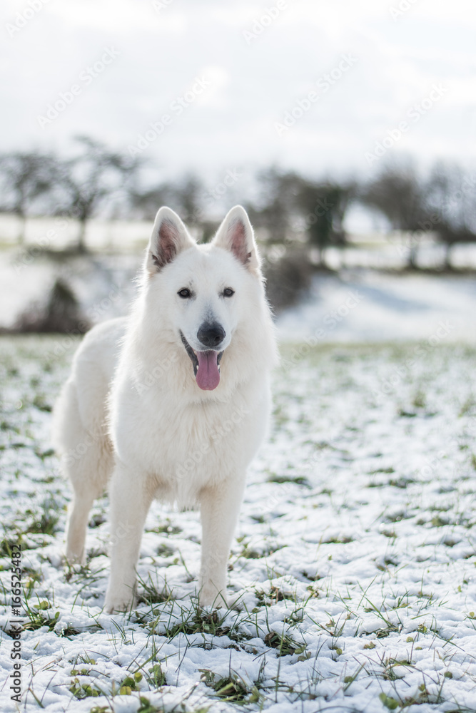 Naklejka premium berger blanc suisse
