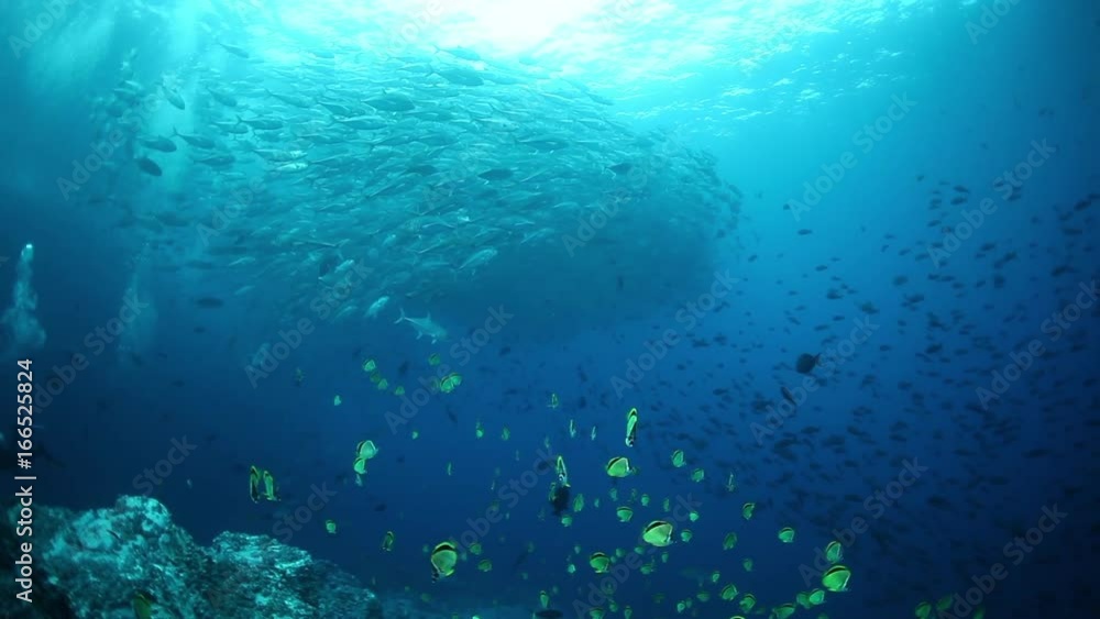Huge school of fish in open ocean, POV Huge school of fish in open ocean, POV