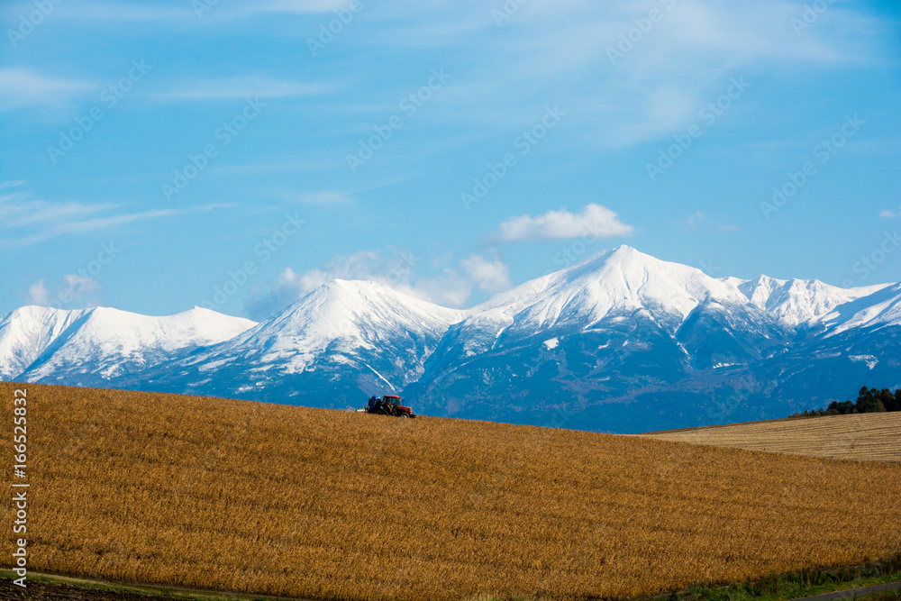 Fototapeta premium 秋の農作業と冠雪の山並み