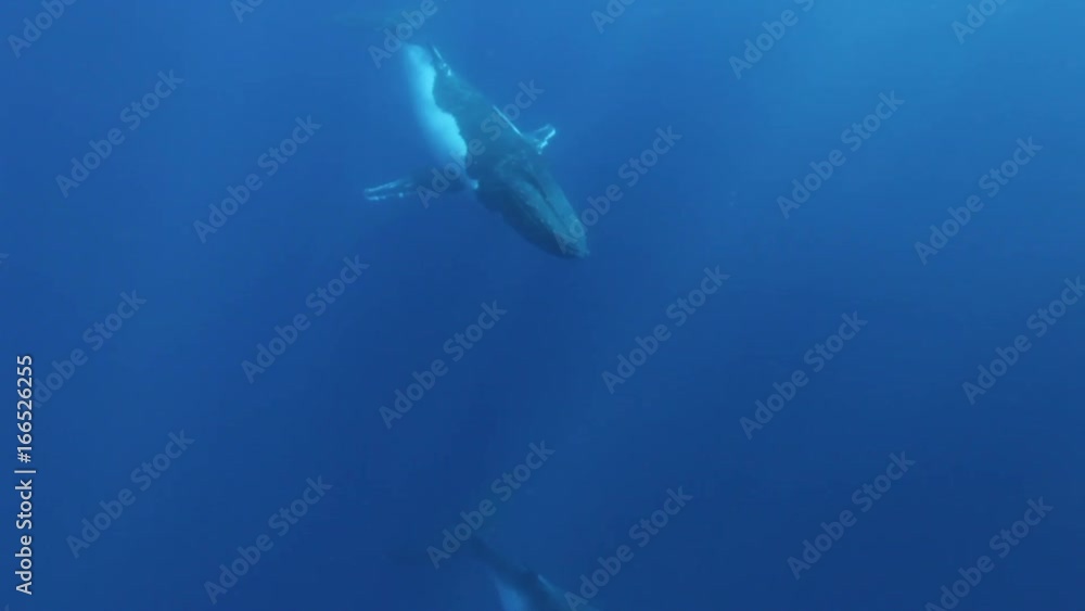 Overhead, humpback whales swim in open ocean Overhead, humpback whales swim in open ocean