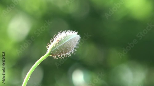 wild poppy flower bud swing on sunset wind photo