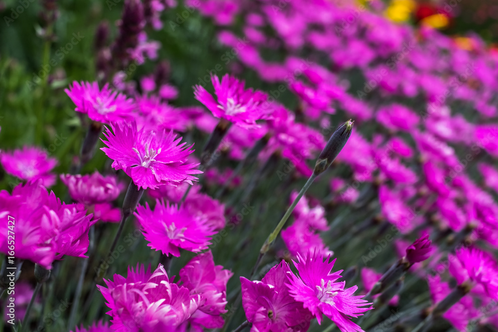 Fototapeta premium Purple Flowers