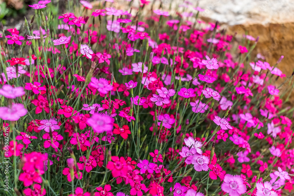 Obraz premium Pink Flowers
