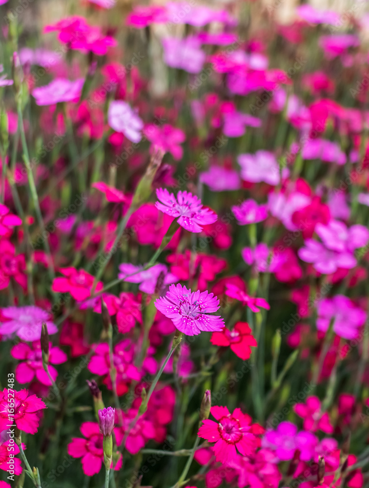 Fototapeta premium Pink Flowers