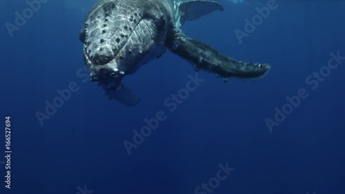 Humpback whale swims upside down, Tonga