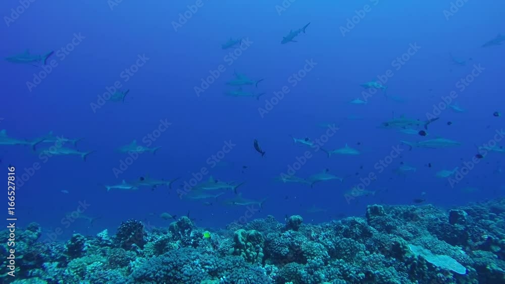 Group of sharks migrate in Pacific Ocean Group of sharks migrate in Pacific Ocean