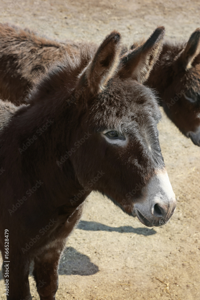 Cute donkeys outdoors on sunny day