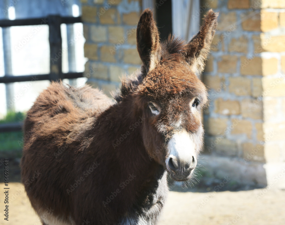 Enclosure with cute donkey on farm