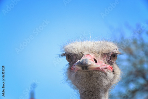 Closeup view of camel bird on sunny day © Africa Studio