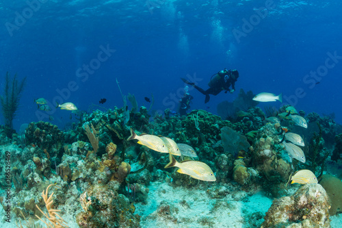Colorful tropical fish and scuba divers on a coral reef