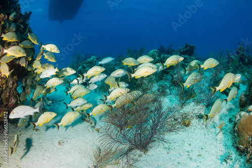 A school of Grunt on a shallow  tropical coral reef