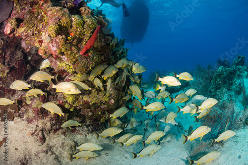 A school of Grunt on a shallow, tropical coral reef