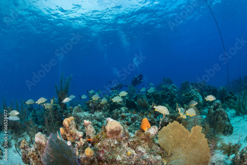 Colorful fish and scuba divers on a coral reef