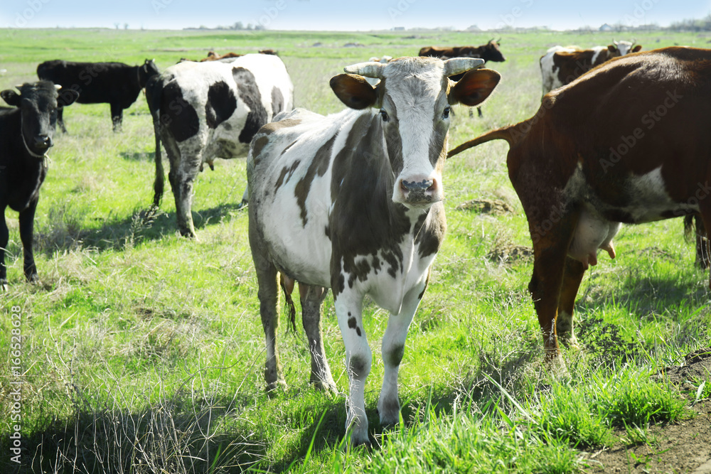 Herd of cows grazing on green field