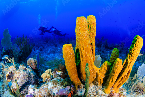 SCUBA divers and a sponge