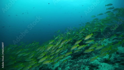Wallpaper Mural Blue and Gold snapper swim over ocean ridge, POV Torontodigital.ca