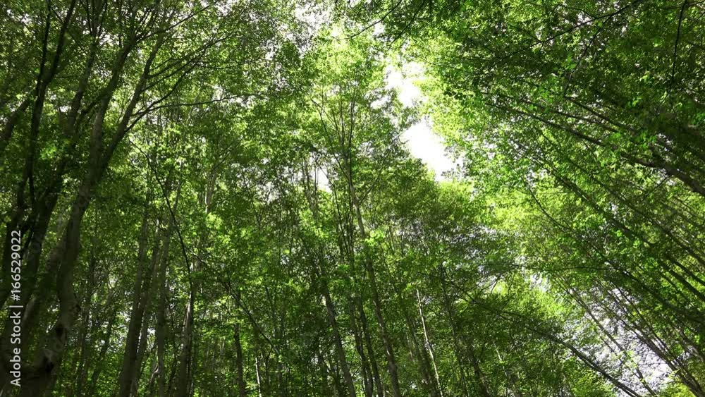 Crowns of trees with bright afternoon sun and Crowns of trees with bright afternoon sun and