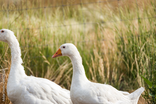 White Geese on a Farm © Shane Cotee