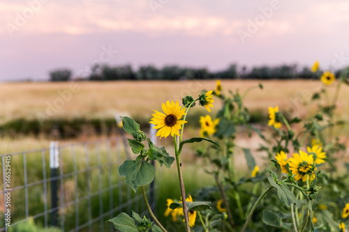 Sunflowers in Rural Garden