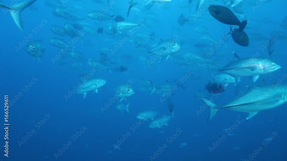 Schools of fish swim, South Maldives Schools of fish swim, South Maldives