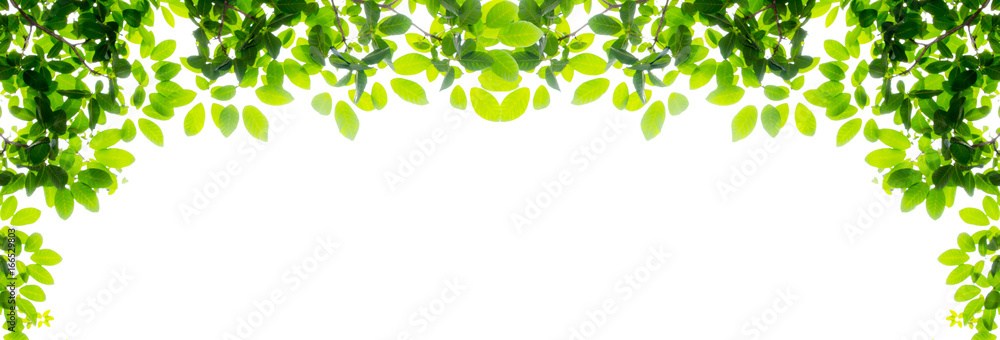 Green leaf and branches on white background - obrazy, fototapety, plakaty 
