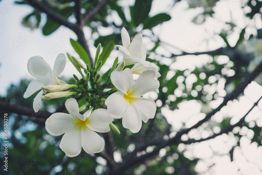 White and yellow frangipani flowers in the garden. White and yellow frangipani flowers in the garden.