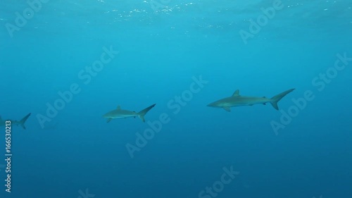 Group of sharks swim in open ocean, POV