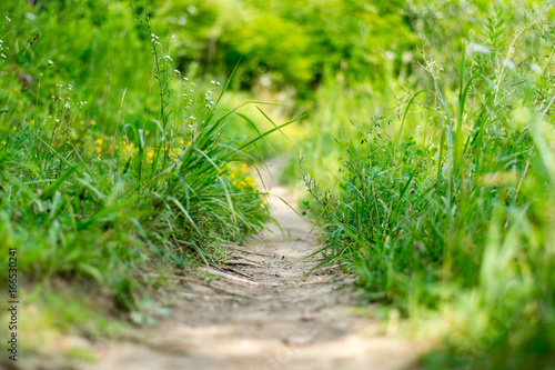 Fototapeta Naklejka Na Ścianę i Meble -  Hiking Path