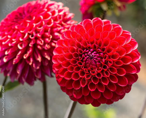 Bright Red Dahlia Blooming in Garden