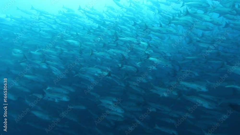 School of fish swim by, POV School of fish swim by, POV