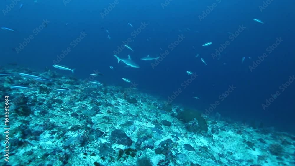 Sharks swims by seabed, South Maldives Sharks swims by seabed, South Maldives