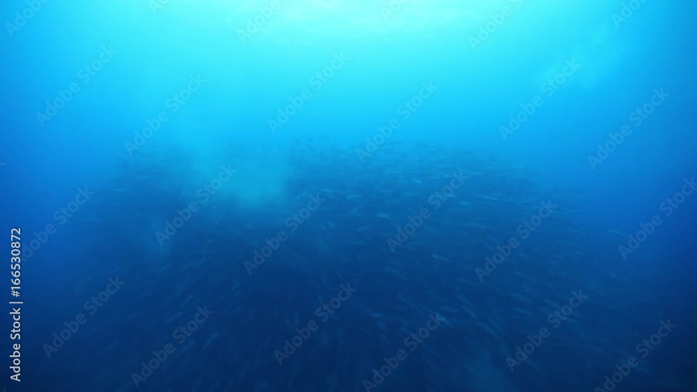 Massive schools of fish gather in open ocean, POV Massive schools of fish gather in open ocean, POV