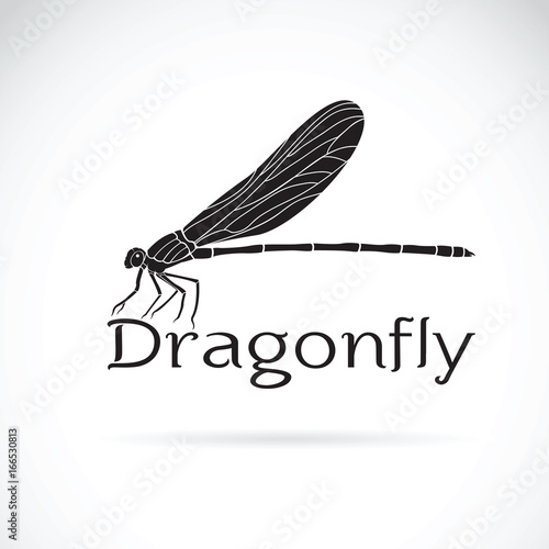 Vector of Vestalis gracilis dragonfly(Amphipterygidae)  on white background. Insect Animal.