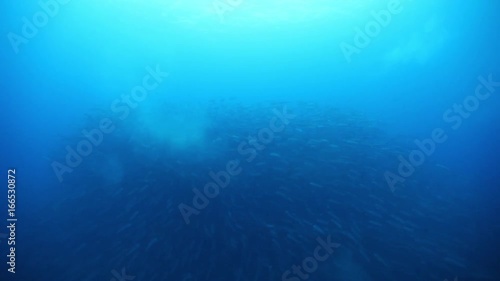 Wallpaper Mural Massive schools of fish gather in open ocean, POV Torontodigital.ca