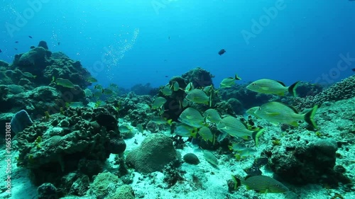 Wallpaper Mural POV, tropical fish swim in Cozumel reef Torontodigital.ca