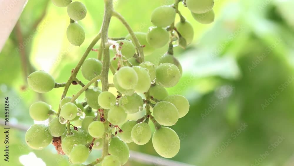 A Bunch of Green Grapes after the Rain A Bunch of Green Grapes after the Rain
