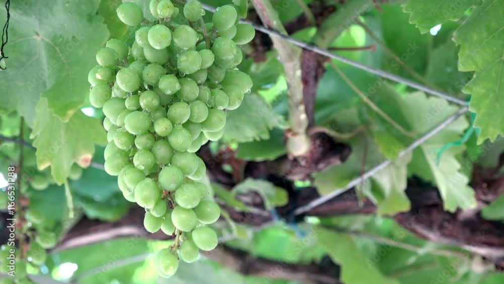 Green grape bunch hanging down the vine branch Green grape bunch hanging down the vine branch
