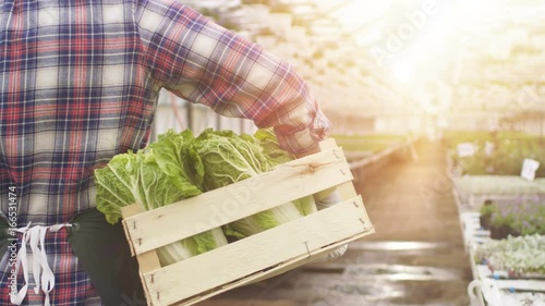 Happy Farmer Walks with Box full of Vegetables Through Industrial, Bright Greenhouse photo