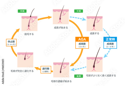 AGA 毛周期 ベクター素材