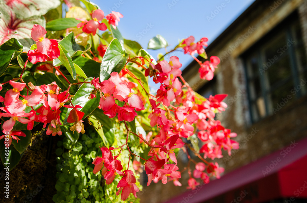 Naklejka premium Hanging plant