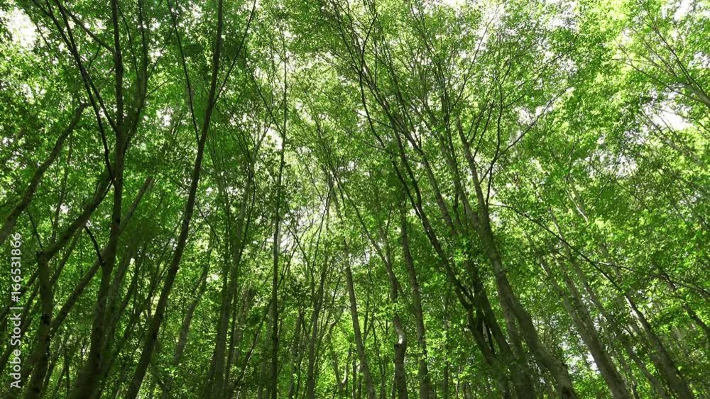 Tree with green Leaves and sun light. Bottom Tree with green Leaves and sun light. Bottom